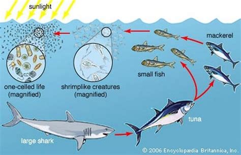 Digestion Great White Shark Turn Their Stomachs Inside