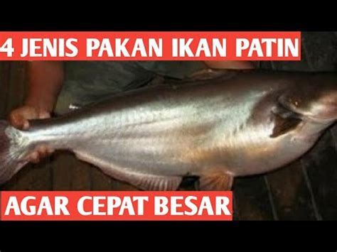 Budidaya Ikan Patin 4 Jenis Pakan Alternatif Ikan Patin Agar Cepat