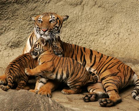 Download Royal Bengal Tiger Cub - WallpaperTip