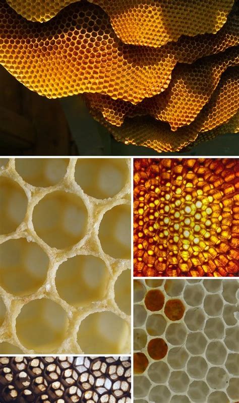 Honeycombs Golden Ratio Of Gods Equation Of Beauty Patterns In Nature