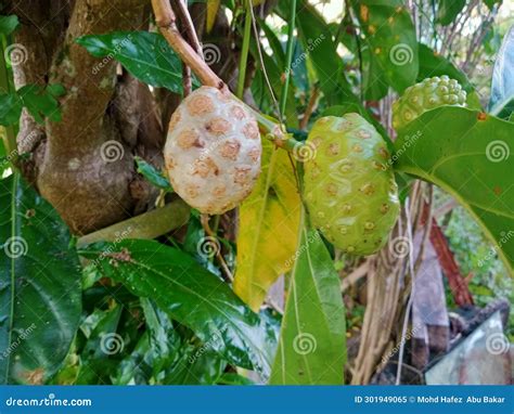 Unripe Indian Alphonso Mangoes Hanging On A Mango Tree Stock