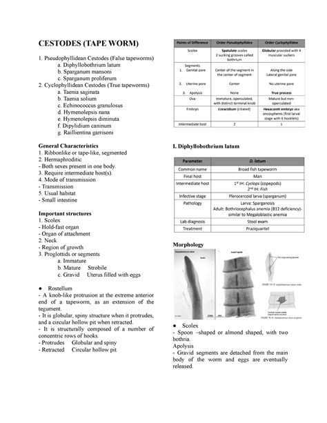 Cestodes Diphyllobothrium Latum B Sparganum Mansoni C Sparganum