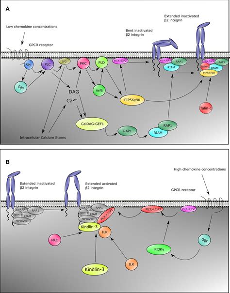 Frontiers β2 Integrin Signaling Cascade In Neutrophils More Than A