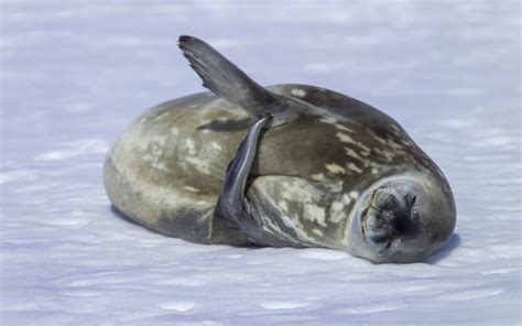 Phoques Antarctique Terra Antarctica Voyages Croisi Res Australes