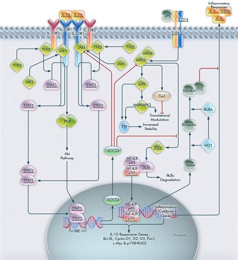 IL-10 Pathway | Thermo Fisher Scientific - ID