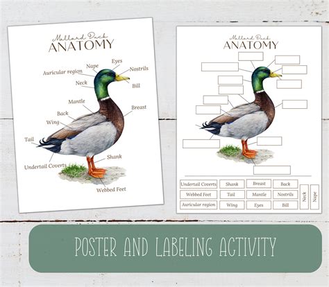 MALLARD DUCK Anatomy Poster Labeling and Tracing - Etsy