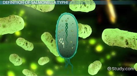 Characteristics of Salmonella Typhi Bacteria - Lesson | Study.com