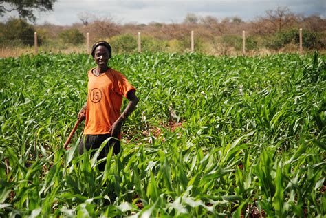 Stress Tolerant Maize for Africa (STMA) – CIMMYT