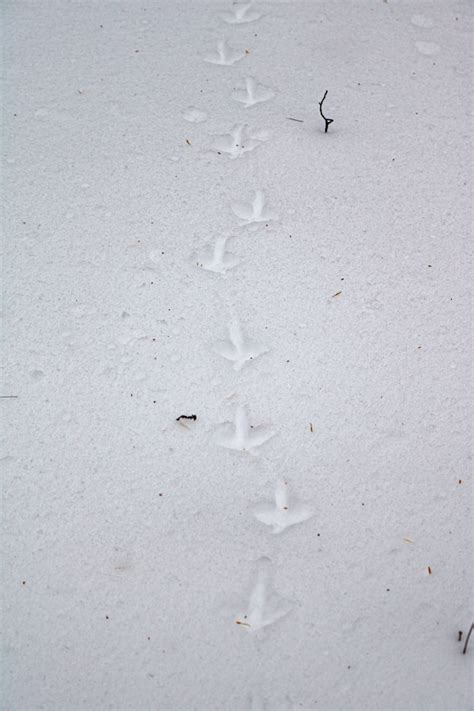 Animal Tracks In The Snow In Western Maine