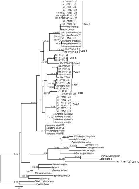 Phylogenetic Analysis Of Coi Gene Sequences Ml Tree With Bootstrap Download Scientific Diagram