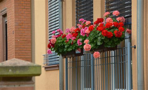 Balcony Plants Geranium Slope - Free photo on Pixabay