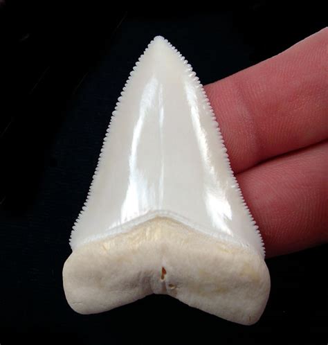 Modern Great White Shark Teeth for sale: BuriedTreasureFossils