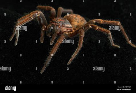 New Zealand Spiders Vagrant Spider Stock Photo Alamy