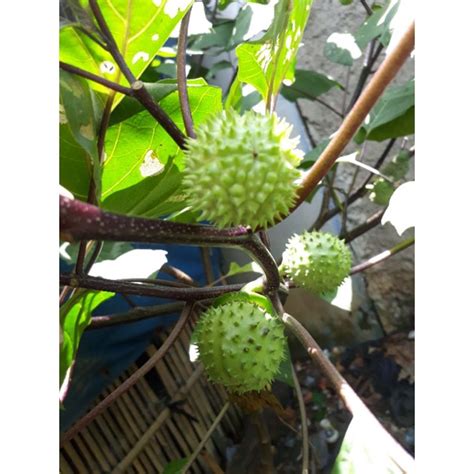 Jual Buah Kecubung Segar Kering 1 Buah Isi 100 Biji Indonesia Shopee