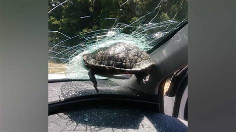 A Turtle Smashed Through A Womans Windshield While She Was Driving On