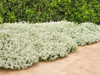 Alyssum – How to Plant & Care for Sweet Alyssum Flowers | Garden Design