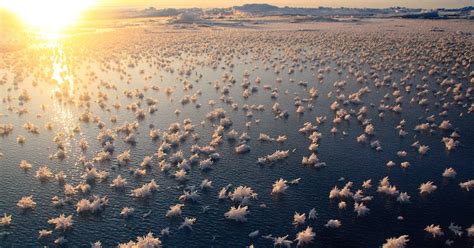 Ледяные цветы в Северном Ледовитом океане