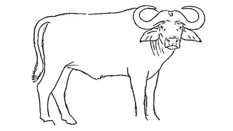 Buffalo Outline Drawing at PaintingValley.com | Explore collection of ...