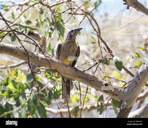 A Red Wattle Bird Anthochaera Carunculata In Bush Land Beside Lake