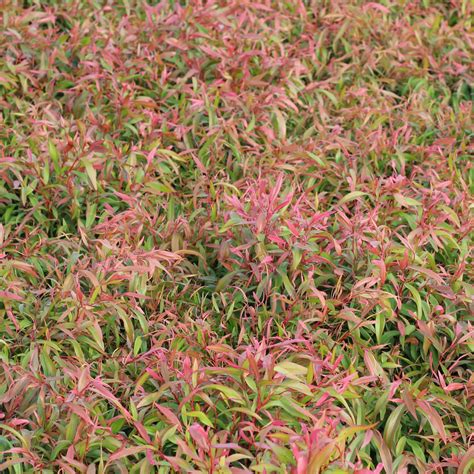 180mm Dwarf Willow Myrtle Agonis Flexuosa Bunnings Australia