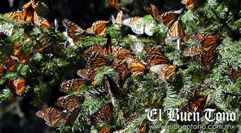 Abren Santuarios De Mariposa Monarca En Edomex Y Michoac N El Buen Tono