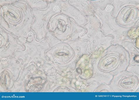 Leaf Epidermis Stomata Under Microscope Stock Image Image Of Chloroplast Botany 169274117