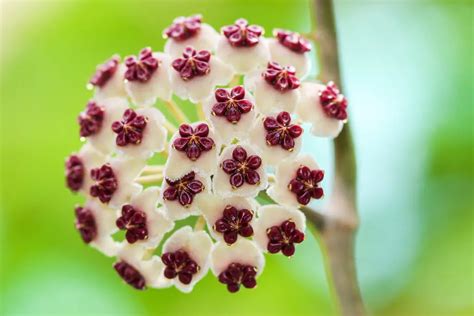 How To Grow Care For Hoya Kerrii PlantPropagation Org