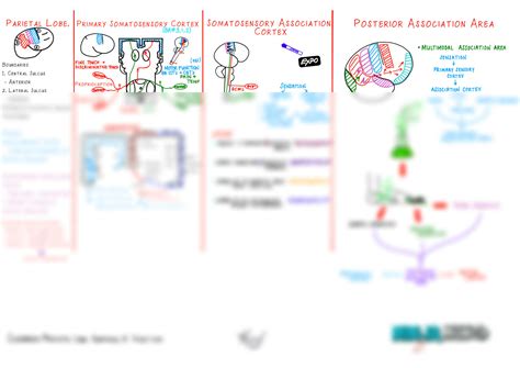 SOLUTION Neurology Physiology Brain Cerebrum Parietal Lobe Anatomy