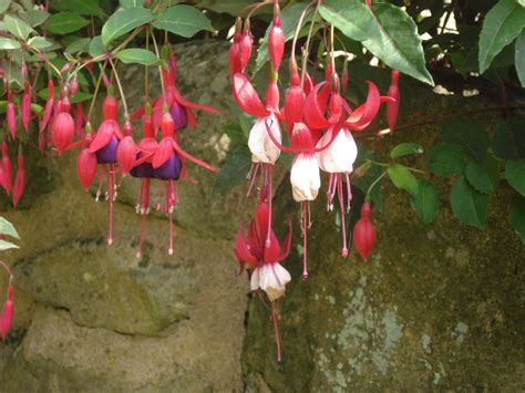 Fuchsia Flickr