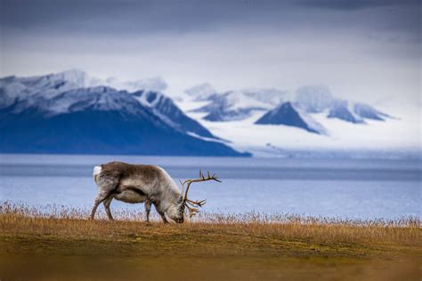 Las 6 Mejores Actividades En Svalbard Manawa