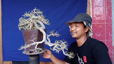 Bahan Bonsai Murah Meriah Di Mas Teguh Wa Youtube