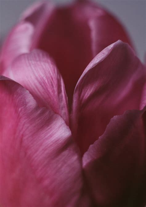 White And Red Tulip Flowers · Free Stock Photo