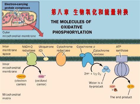 巫 第八章生物氧化和能量转化word文档在线阅读与下载免费文档