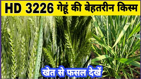 Hd Hd Wheat Variety Gehu