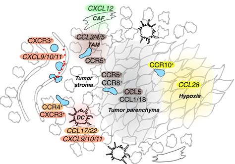 Of Sources And Suggested Roles For Chemokines And Their Receptors In