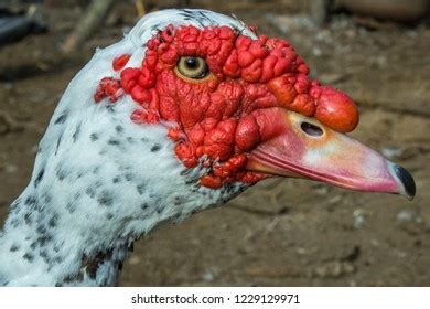 Portrait Brown Banat Naked Neck Chicken Stock Photo