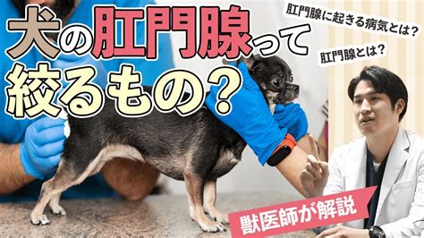 犬の肛門腺って絞るもの？肛門腺を獣医師が解説 Youtube