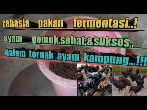 Hasil Fermentasi Dedak Padi Dengan Menggunakan Em Hasilnya Memuaskan