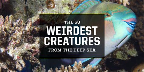 These 50 Weird Deep Sea Creatures Will Blow Your Mind