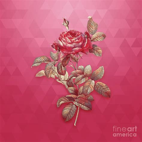 Vintage Red Gallic Rose In Gold On Viva Magenta Mixed Media By Holy