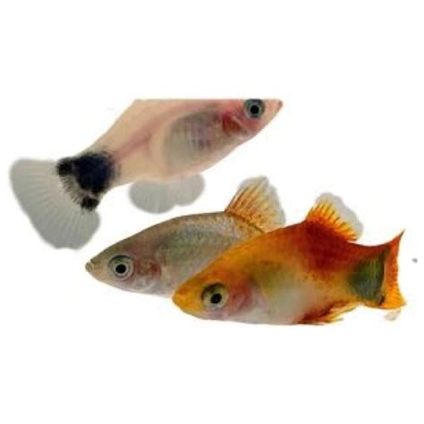 Assorted Mickey Mouse Platy 4cm The Online Aquarium Shop