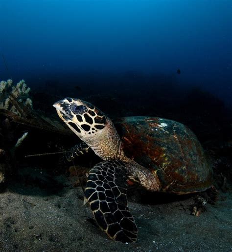 Tartaruga De Pente Eretmochelys Imbricata Vida Marinha Das Filipinas