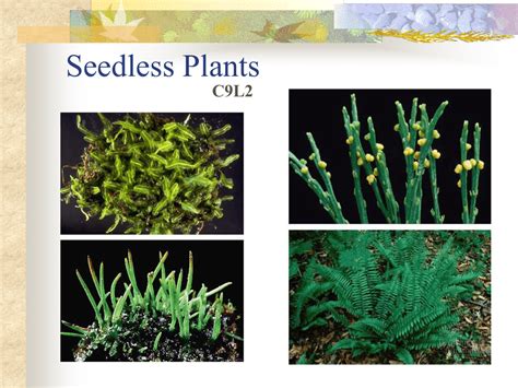 Types Of Seedless Vascular Plants