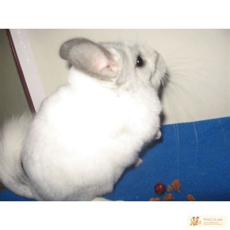 Шиншиллы - ФОТОГРАФИИ — страница 13 — PetsUA
