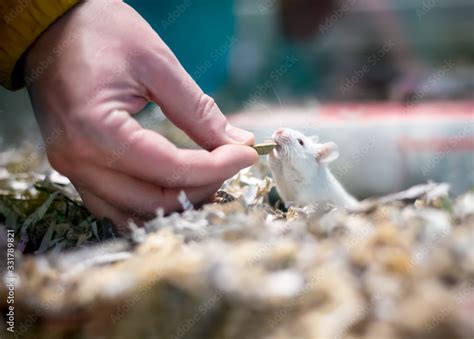 A white pet mouse in a cage full of shredded paper, receiving a treat ...