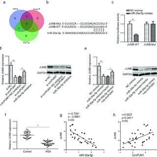 Circpum Depletion Causes Htr Svneo Cell Dysfunction And Inflammation