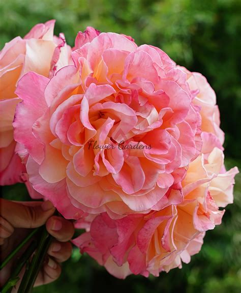 Augusta Luise Rose TANgust Rose FoxTrot Rose Plant
