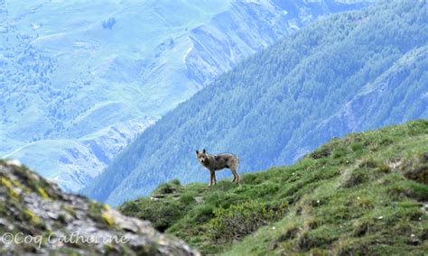 Parc National des Écrins Rencontre avec le loup le 06 06 2020 Les