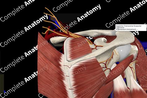 Superior Transverse Scapular Ligament | Complete Anatomy