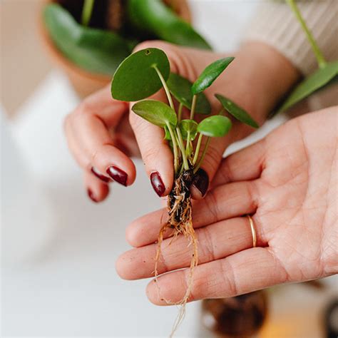 Planten Stekken Manieren Tips Planten Nl